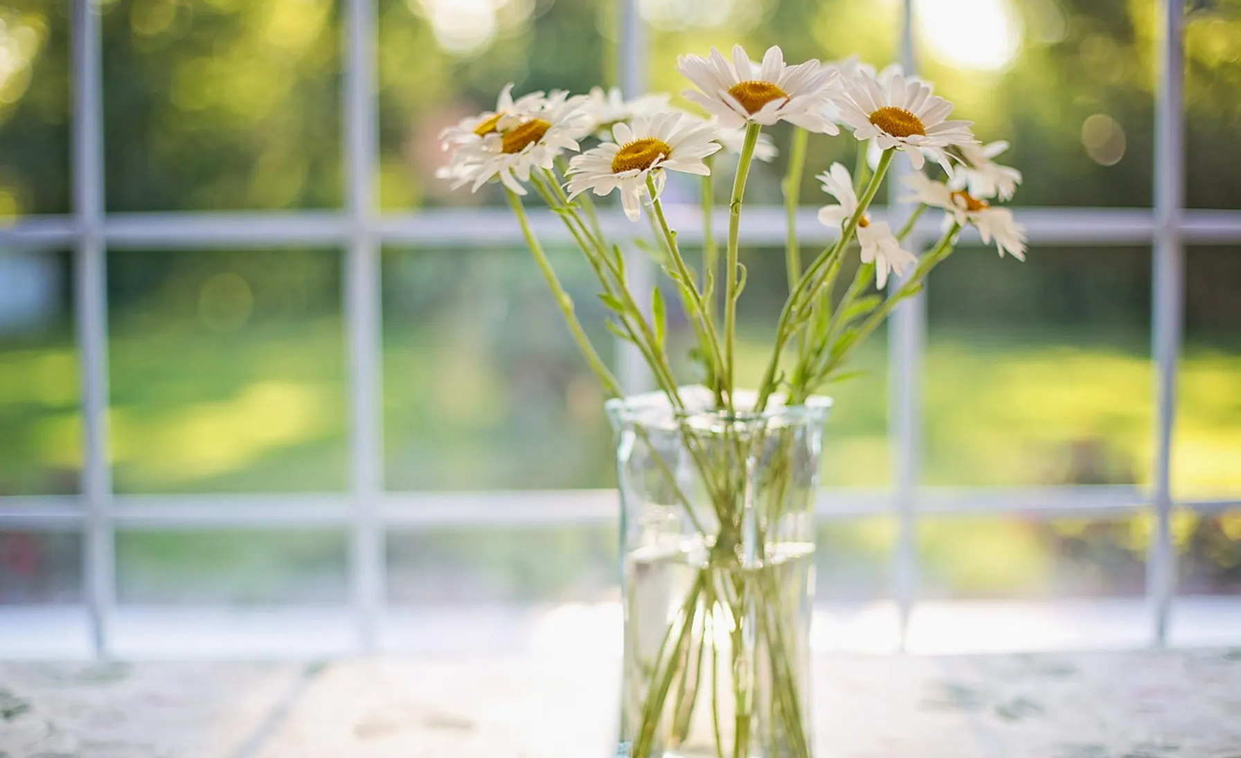 Daisies, vase and window
